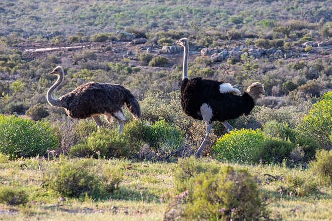 Safari Cycle and !Khwa Ttu San Heritage Experience - Guided Cycling Tour in the Nature Reserve
