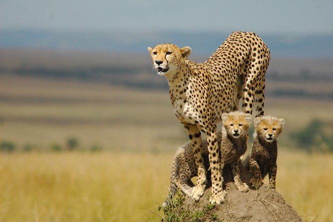 Safari Experience at Rhino & Lion Park - Inclusions for the Safari Experience