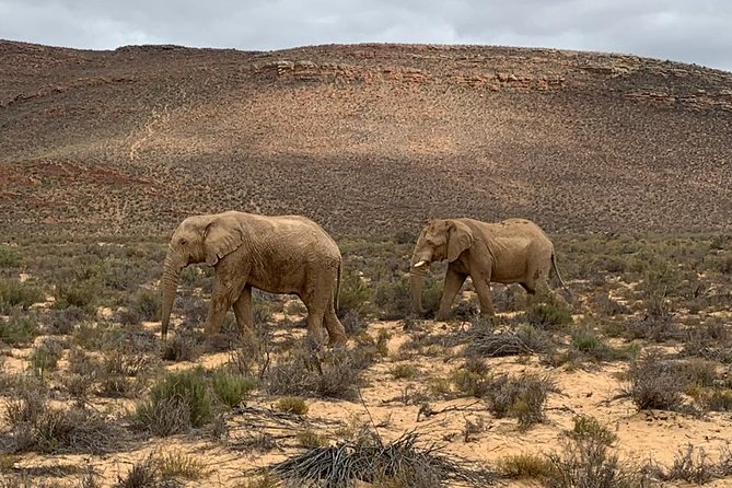 Safari Tour - Half Day Safari - Pricing and Inclusions