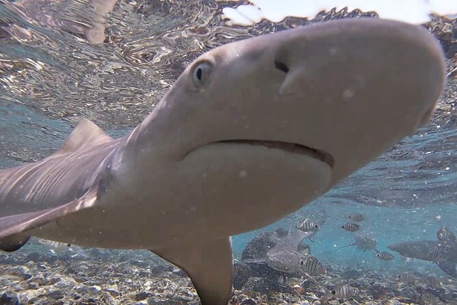 Sal Island: Private Tour Shark Bay Experience From Santa Maria - Child Seat Availability