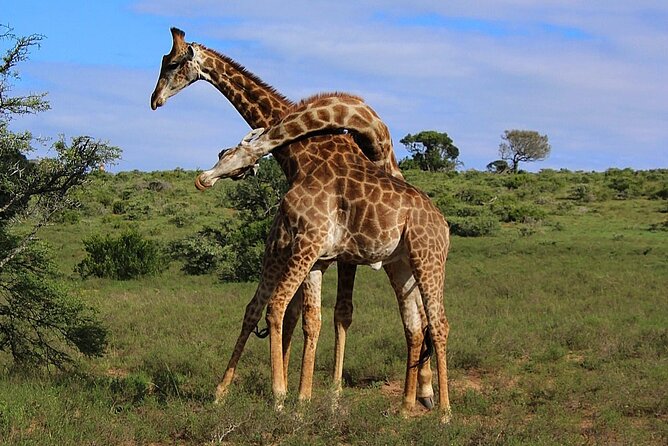 Schotia Big 5 Safari Port Elizabeth (Optional Accommodation) - Directions