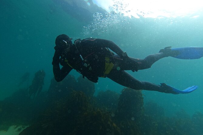 Scuba Diving Experience in Simonstown With an Expert - Confirmation and Booking Details