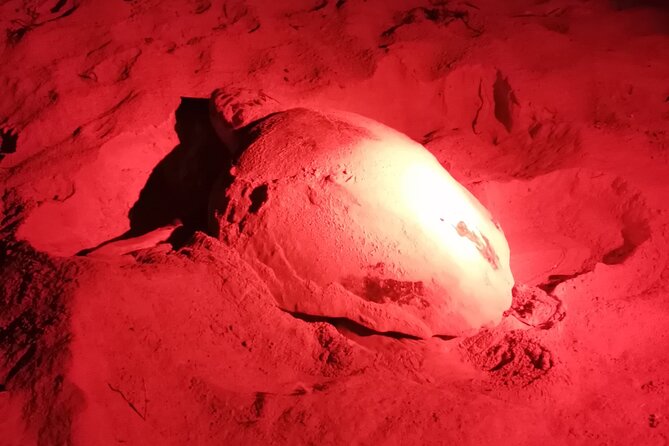 Sea Turtle Nesting Observation on Sal Island - Responsible Tourism and Environmental Impact