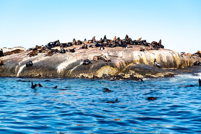 Seal Snorkeling Experience in Cape Town - Boat Ride to Hout Bay
