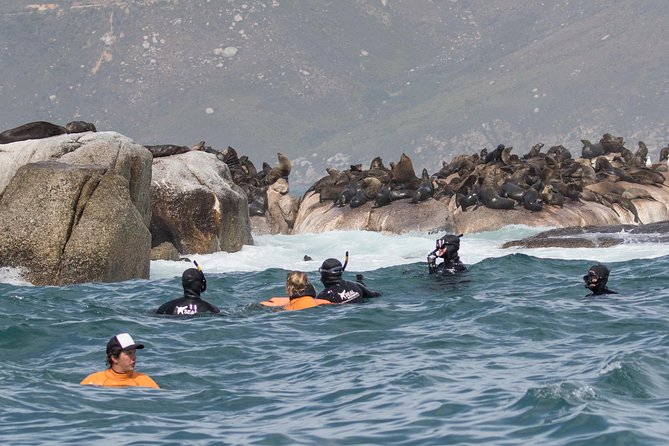 Seal Snorkeling With Animal Ocean in Hout Bay - Positive Experiences and Recommendations