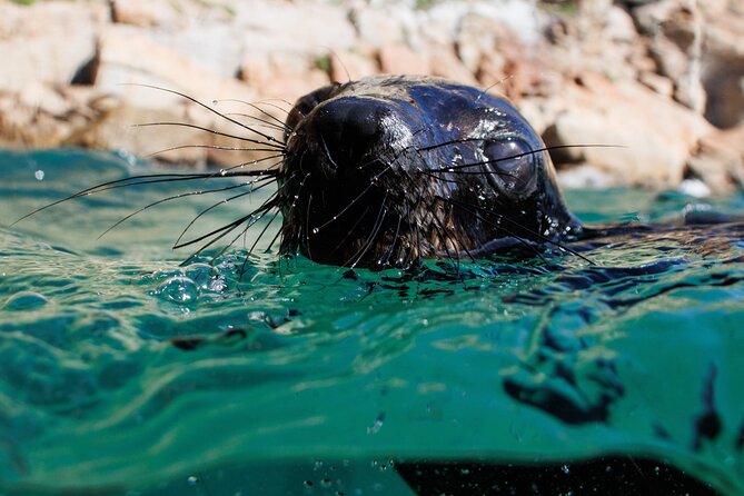 Seal Swimming Activity in Plettenberg Bay - Meeting and Pickup Details