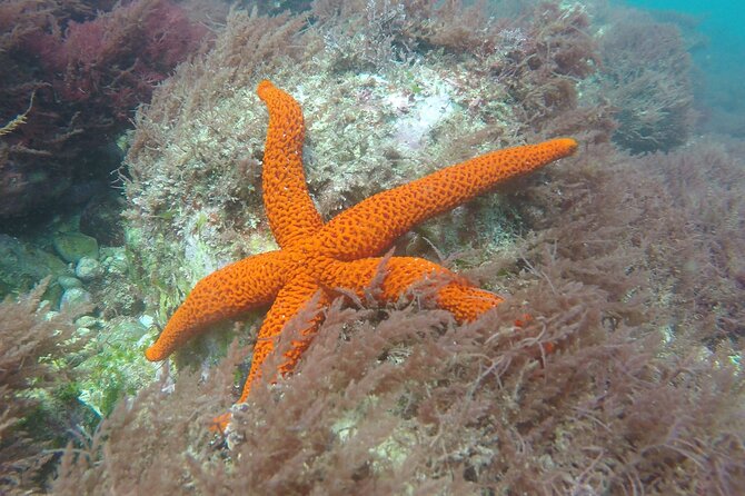Sesimbra Small-Group Snorkeling Tour  - Setubal District - Additional Information