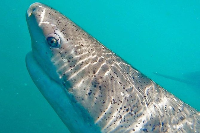 Shark Cage Diving - Adventure Meets Conservation! - Contact and Pricing