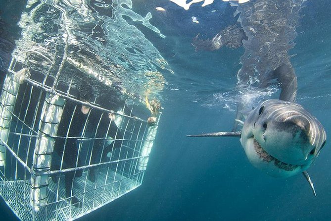 SHARK CAGE DIVING and VIEWING (Self Drive) - Cancellation Policy