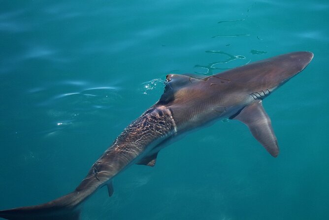Shark Cage Diving and Viewing With Transport From Cape Town - Disappointments, Limitations, and Mixed Reviews