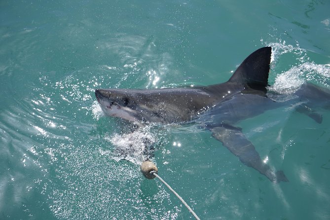 Shark Cage Diving Viewing Only - Additional Information
