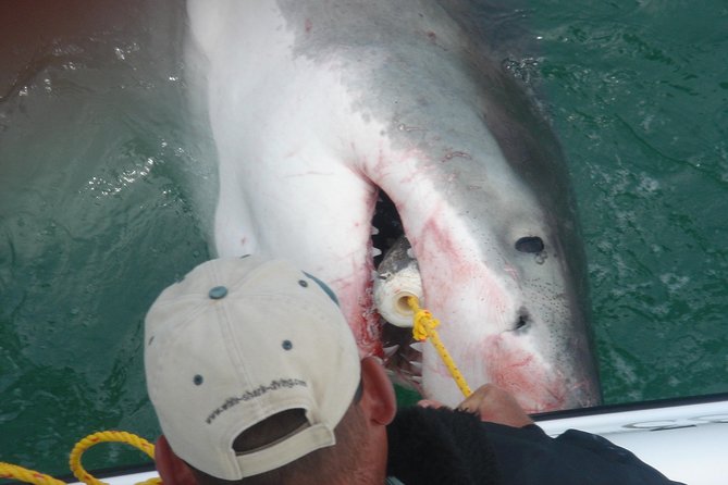 Shark Cage Diving & Viewing Tour in Mossel Bay - Common Questions