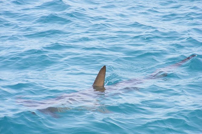 Shark Diving Adventure Penguins in Gansbaai From Cape Town F Day - Fuel up With Delicious Breakfast and Lunch