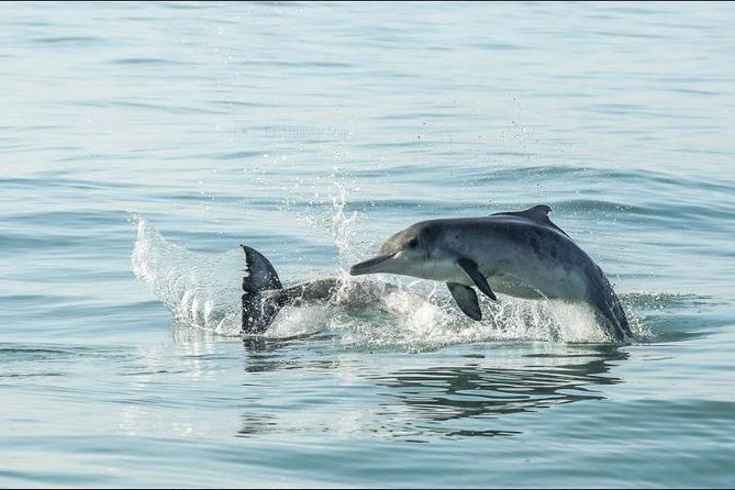 Shark Diving Full Day Guided Return Transfer to Gansbaai From Cape Town - Confirmation and Opening Hours