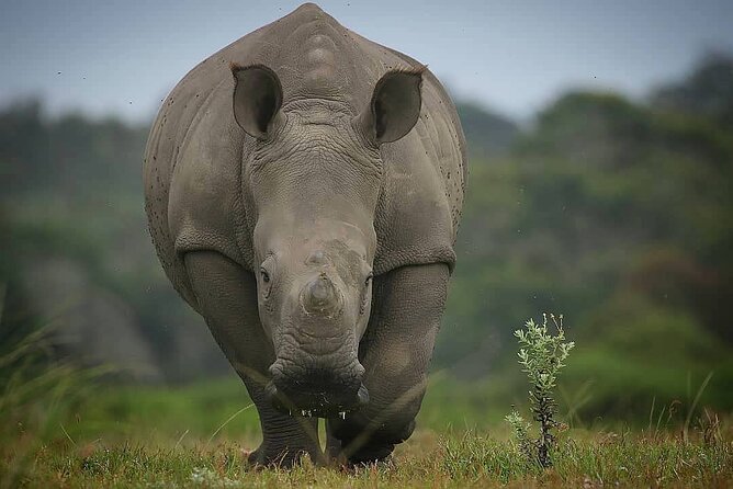 Skip the Line: 2-Hour Guided Game Drive at Kragga Kamma Game Park Ticket - Price and Availability of Game Drive Ticket