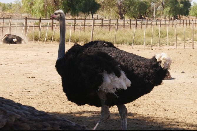 Skip the Line: Highgate Ostrich Farm Tour Ticket - Directions to Highgate Ostrich Farm