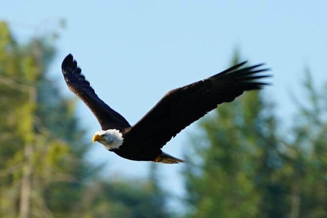 Spring Bears and Whales in Campbell River Tour - Meeting and Pickup Details