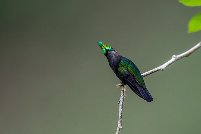 St Lucia Birdwatching Tour at Rainforest Adventures - Wildlife Spotting