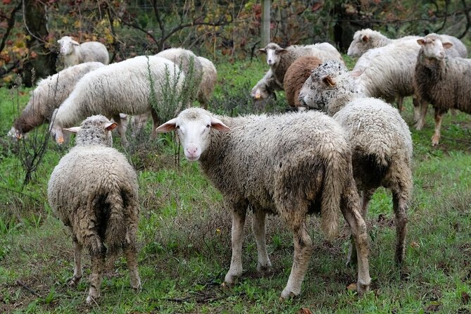 Traditional Cooking Class & Farm Tour in the Douro Valley - Common Questions