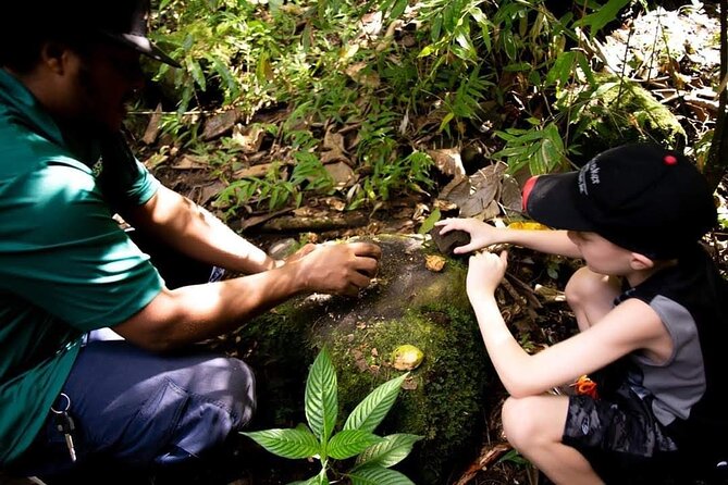Tropical Rain Forest Explorer In St. Kitts - Traveler Photos of Rainforest Experience