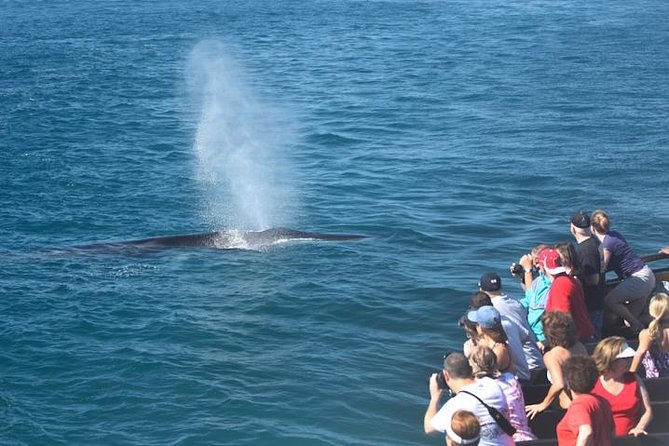 Whale Watching Cruise From Newport Beach - Traveler Photos and Experiences