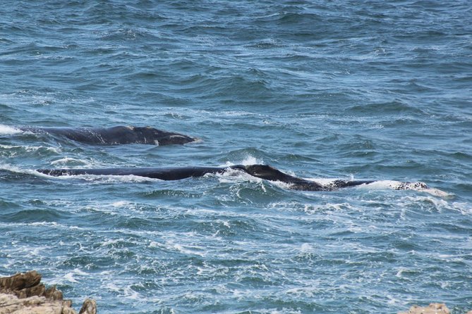 Whale Watching Walking Tours (Land-Based) - From JUNE - The Sum Up