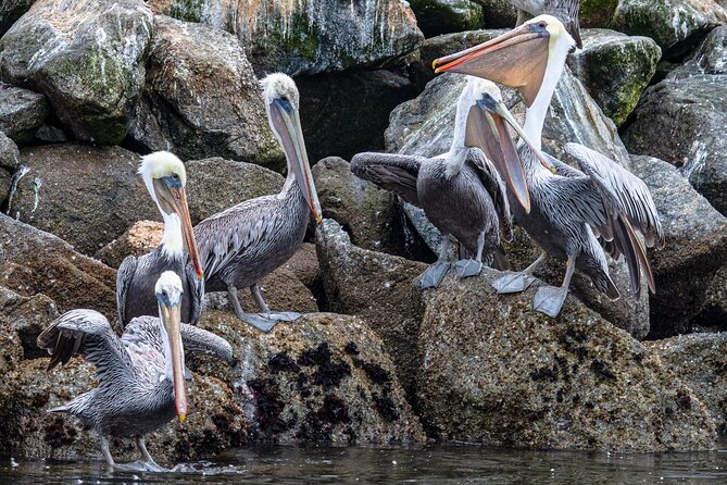Wildlife Safari Boat Tour in Scenic Monterey Bay Wetland - Traveler Photos and Reviews