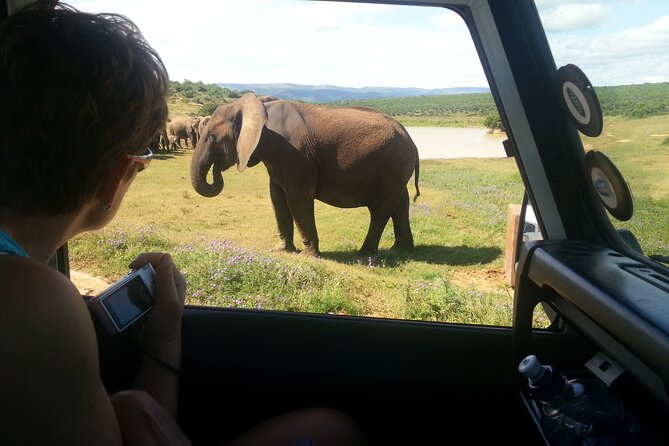 Wildlife Wonders - Addo Elephant National Park Tour - Tips for a Memorable Visit to Addo Elephant National Park