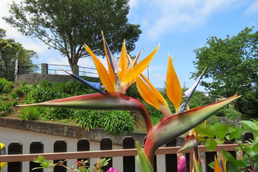 4×4 Vineyard Expedition, Wine Tasting, & Cabo Girão Seacliff