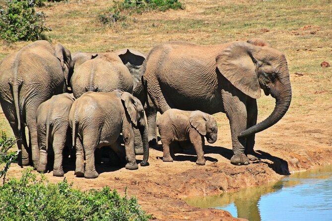 5-Day Garden Route Tour From Cape Town and Addo National Park - Good To Know