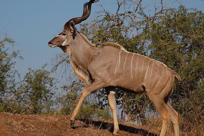 5 Day - Hluhluwe, Isimangaliso & Drakensberg Safari From Durban