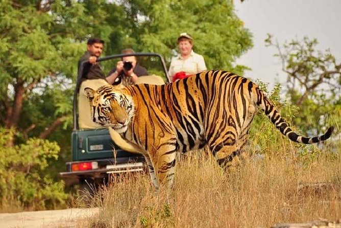 5-Day Private Delhi, Agra and Jaipur With Ranthambhore Tiger Tour From Delhi - Tour Itinerary Highlights