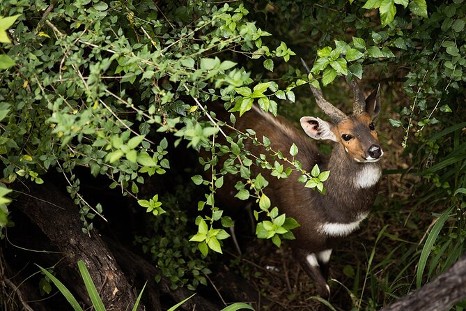 5-Day Safari At Hoyo Hoyo Lodge & The Cape Milner
