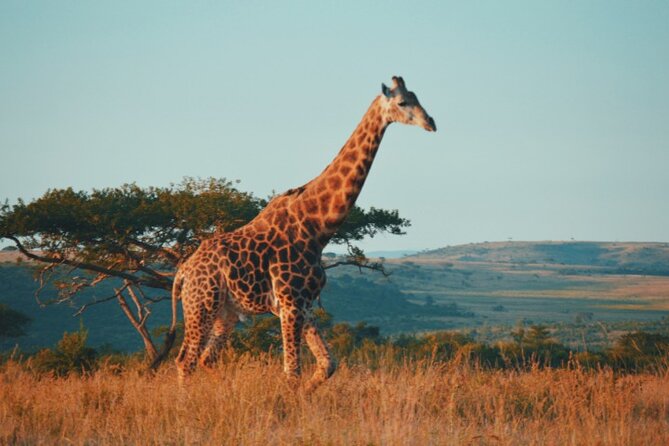 5-Day Unforgettable Safari at Tshukudu Game Lodge - Good To Know