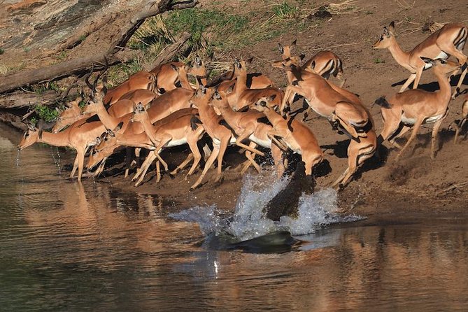 5 Day Wildlife Photographic Safari – Kruger National Park – B1 Photo Safaris