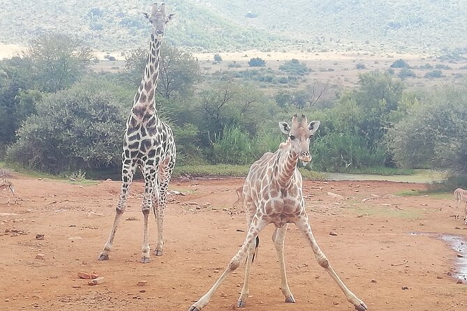 5 Days Johannesburg and Cape Town Tour 5 Days Private