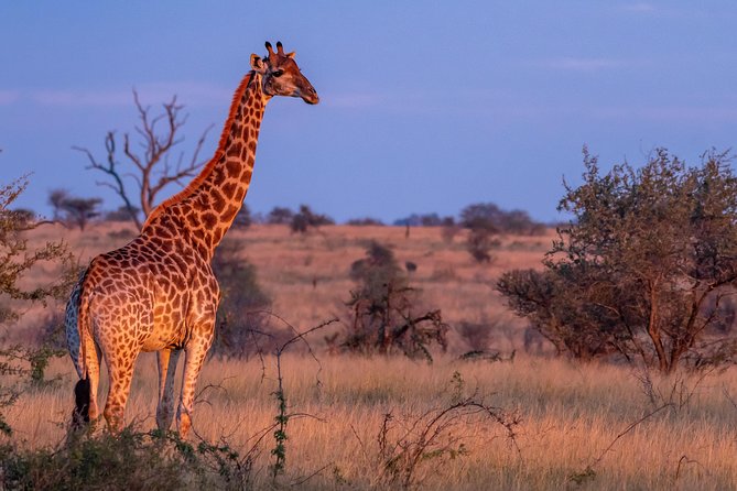 1 Day Photographic Wildlife Safari From Hazyview to Kruger Park - Directions to Kruger Park