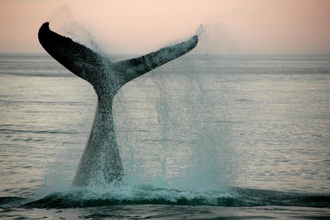 10 Day Cape Town Complete Combo Including Garden Route Guided Small Group Tour - Age Restrictions and Accompanied Children