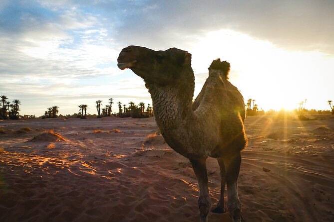 2 Day Desert Tour From Mhamid - Activities and Excursions