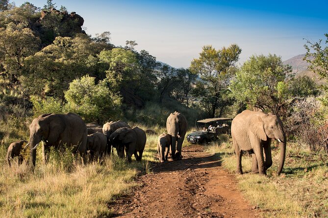 2 Day Pilanesberg Camping Safari - Cancellation Policy and Terms