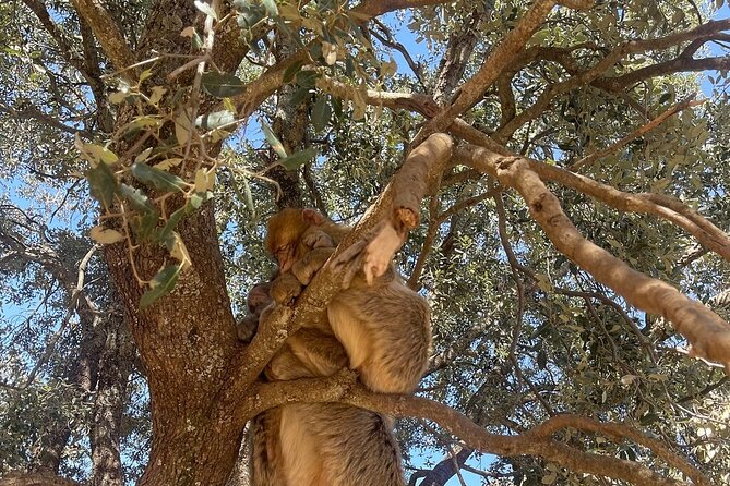 2 Days Luxury Magic Morocco Desert Tour From Fes To Fes - Terms & Conditions