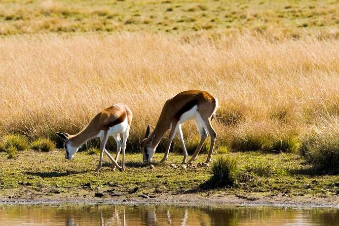 2-Hour Game Drive at the Plettenberg Bay Game Reserve - Wildlife Encounters