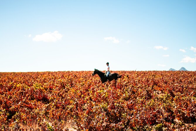 2 Hour Vineyard Trail Ride - Horseback Riding Lesson for Beginners