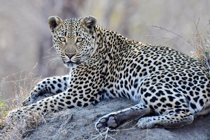 3-Day Tour of Kruger National Park From Skukuza Airport - Traveler Reviews and Ratings