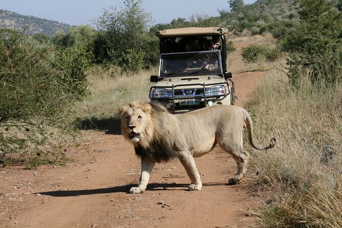 3-Hour Private Game Drive of Pilanesberg National Park - Common Questions