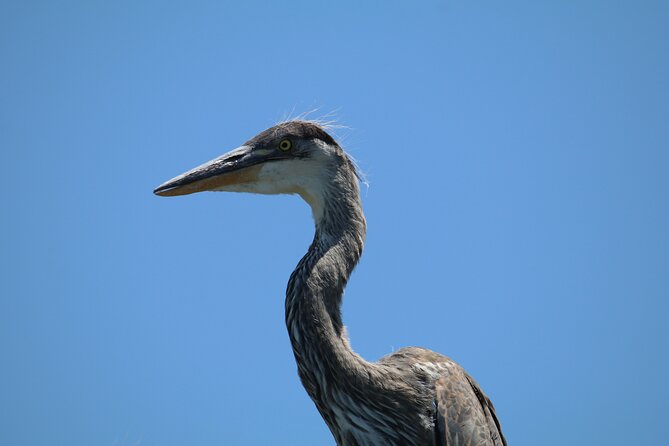 3-Hour St Pete Private Water Adventure Tour for 6 Guests - Common Questions