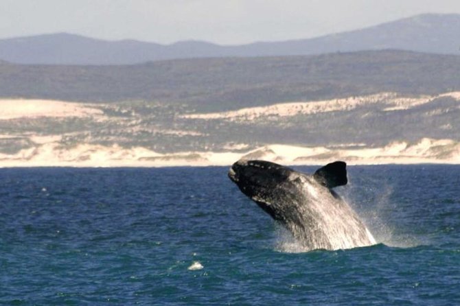 4 Day Garden Route Luxe Selection Micro Group Tour From Cape Town - Day 1: Cape Town - Hermanus - Cape Agulhas - Arniston