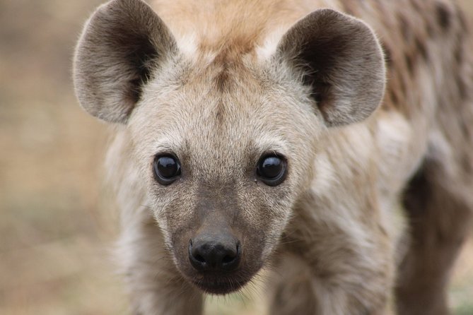 5 Day Kruger National Park Tour - Common Questions