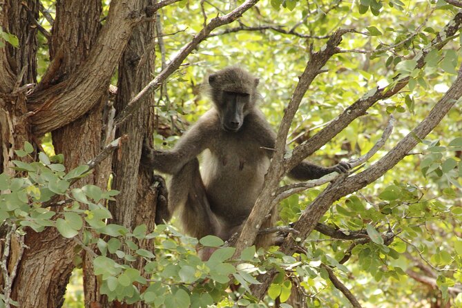6-Day Private South to North Kruger National Park Tour - Additional Information and Booking Details