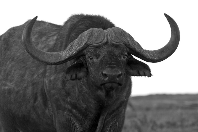 Addo Elephant Full Day Safari With a Traditional South African Braai (Bbq) Lunch - Positive Customer Reviews